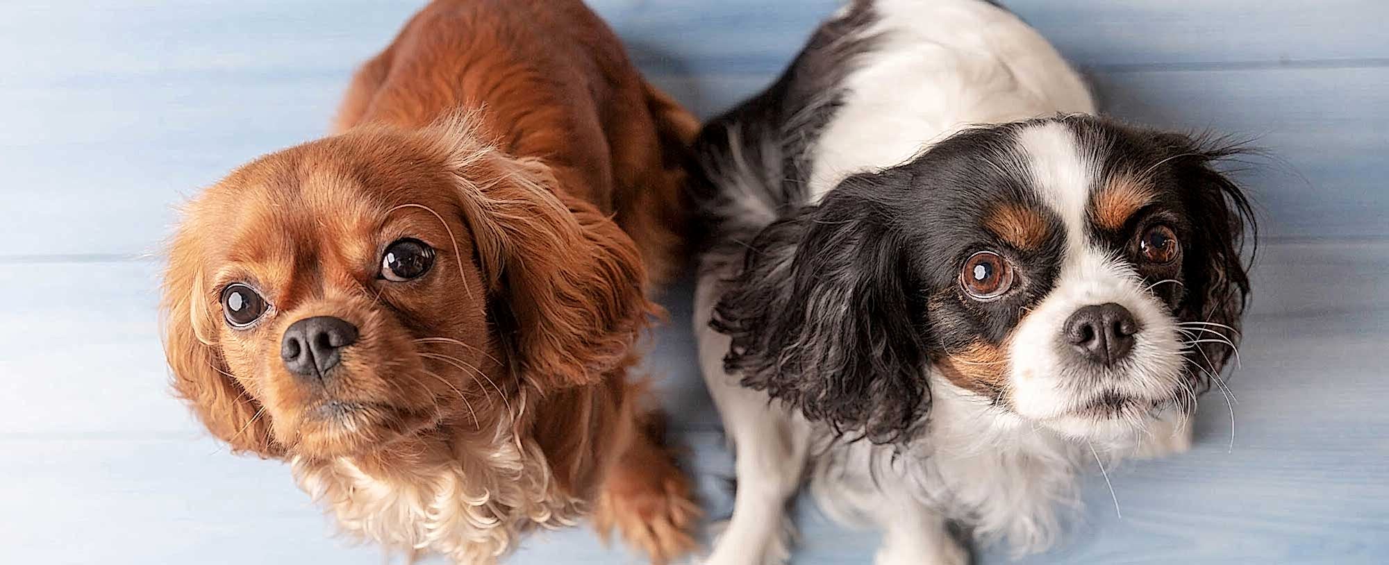 Kafessiz Konaklama...