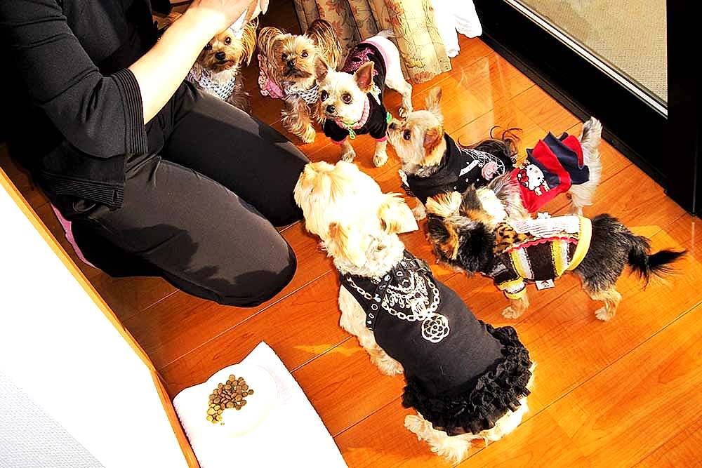 İstanbul Köpek Oteli Fiyatları