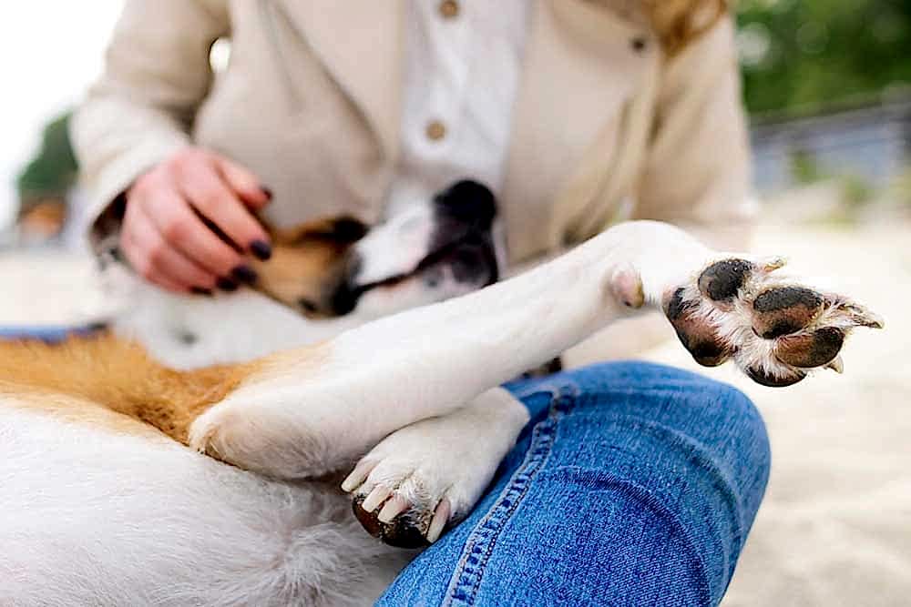 Köpek Pansiyonu Nedir?