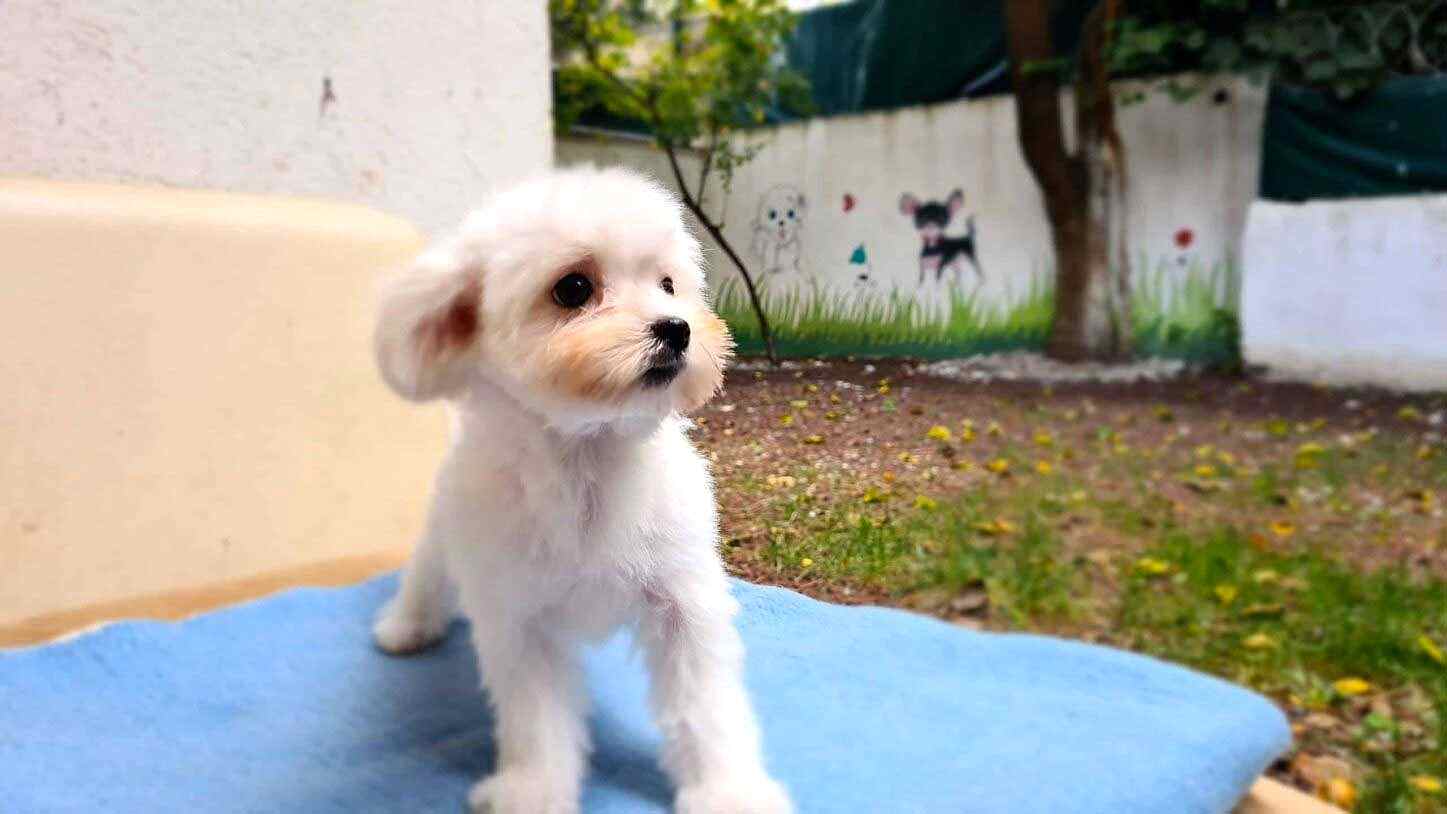 Keyifli Patim Pet Otel